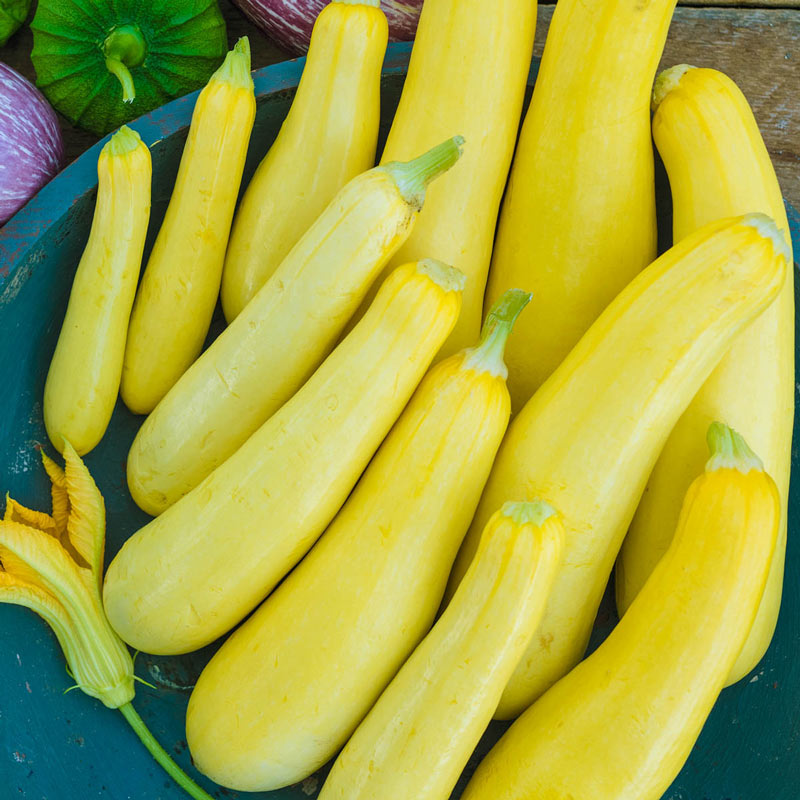 Smooth Criminal Hybrid Summer Squash Seed