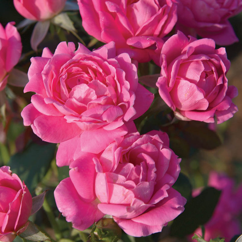 Pink Double Knock Out Rose