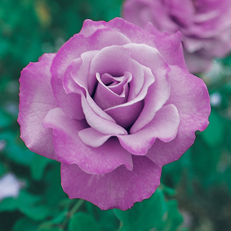 Angel Face Floribunda Rose Plant