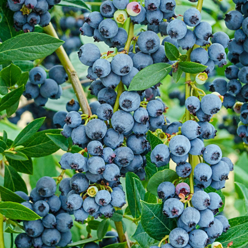 Echo Half-High Blueberry Plant