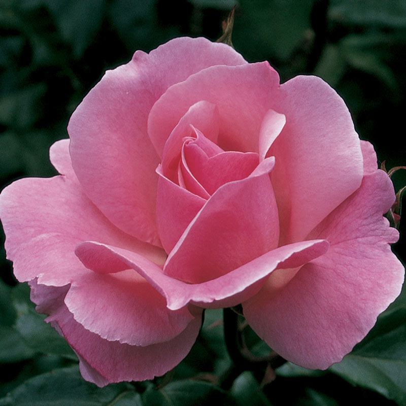 Queen Elizabeth Grandiflora Rose