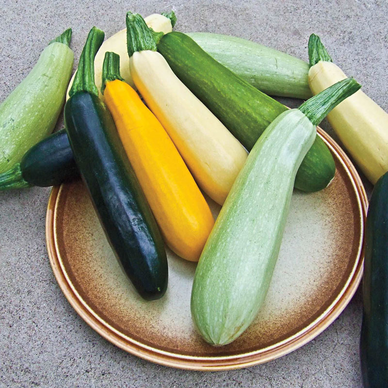 Summer Bounty Hybrid Summer Squash Seed Blend