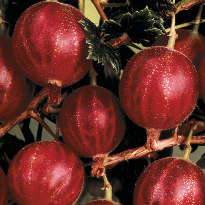 Hinnomaki Red Gooseberry Plant