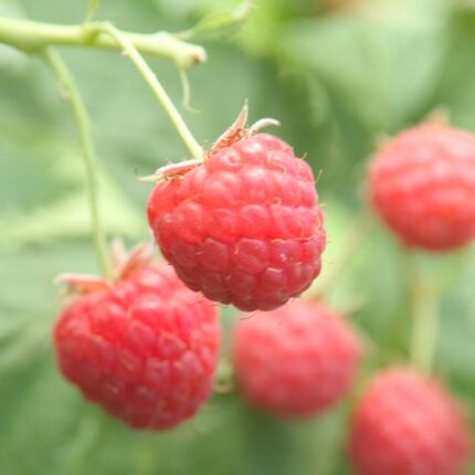 Prelude Raspberry Plant