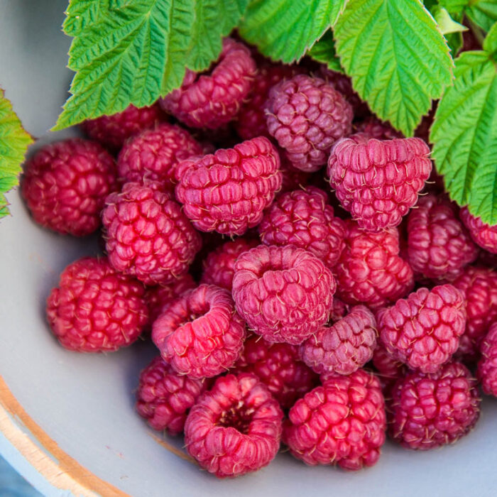 Nova Raspberry Plant