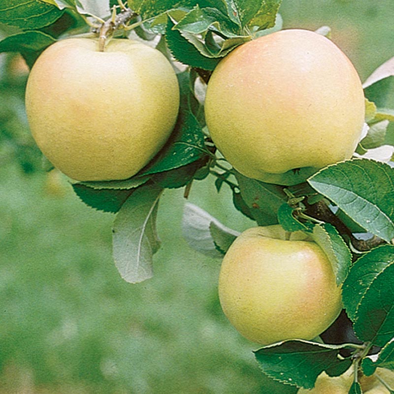 Pristine Apple Tree