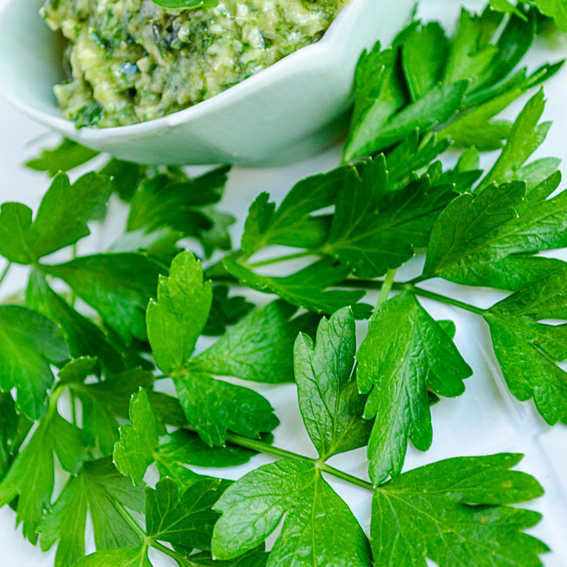 Italian Parsley Herb — Plant