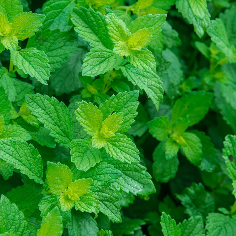 Lemon Balm Herb — Plant