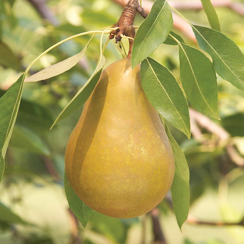 Honeysweet Pear Tree