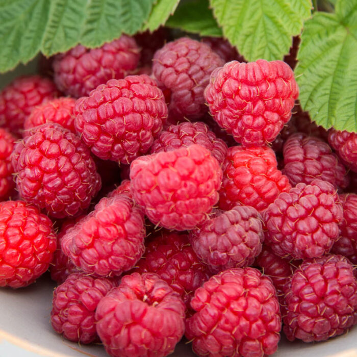 Meeker Raspberry