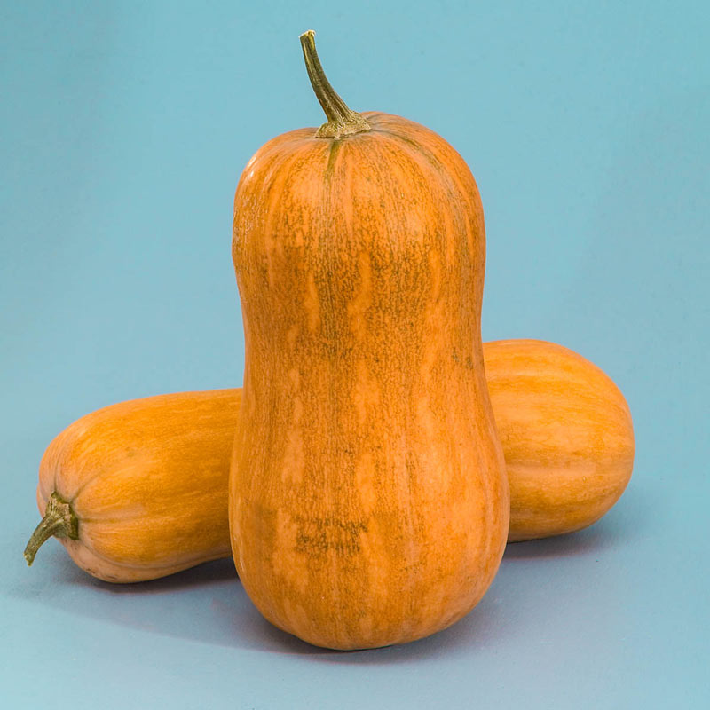 Argonaut Hybrid Winter Squash Seed