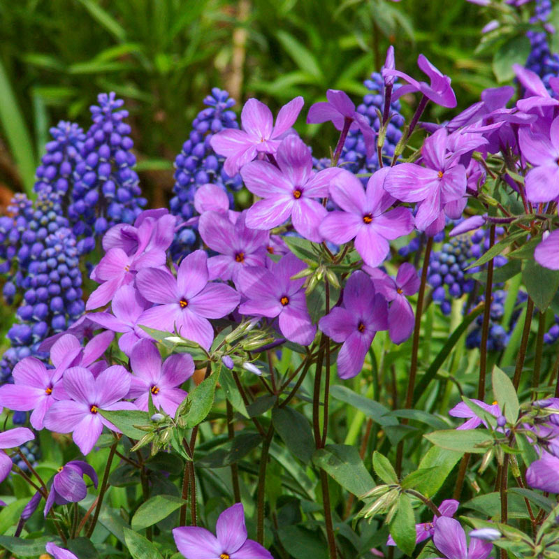 Sherwood Purple Woodland Phlox