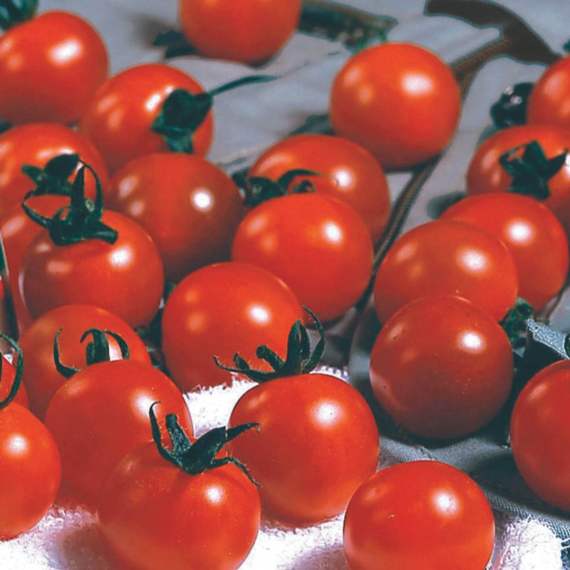 Sweet Million Hybrid Tomato