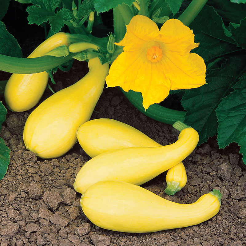 Gentry Hybrid Summer Squash Seed