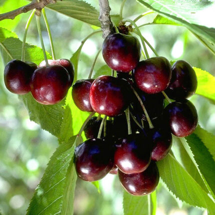 Black Tartarian Cherry Tree