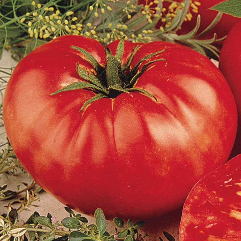 Beefsteak Tomato