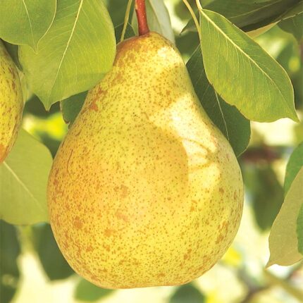 Ambrosia Pear Tree