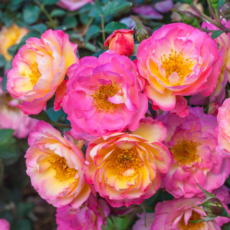 Rainbow Happy Trails Groundcover Rose Plant