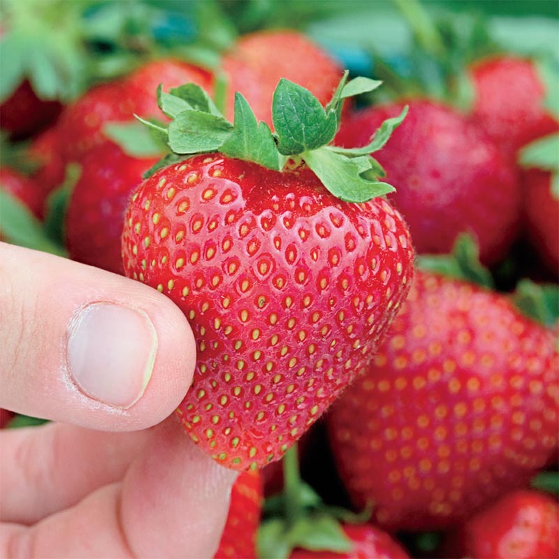 Seascape Everbearing Strawberry Plant