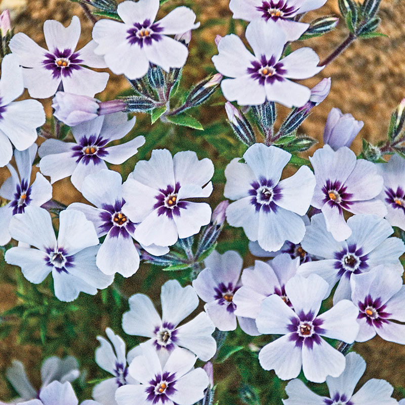 North Hills Creeping Phlox Plant Seed