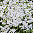 North Hills Creeping Phlox Plant Seed