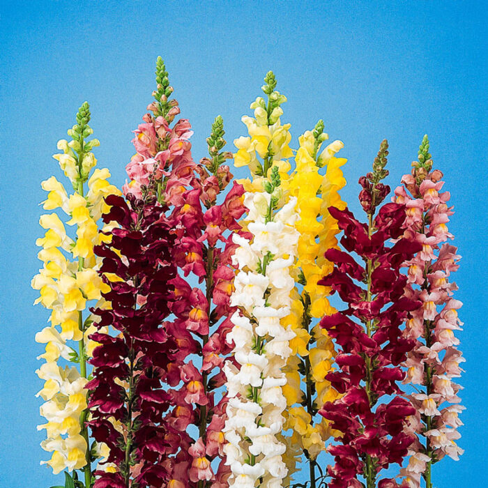 Rocket Hybrid Snapdragon Seed Mix