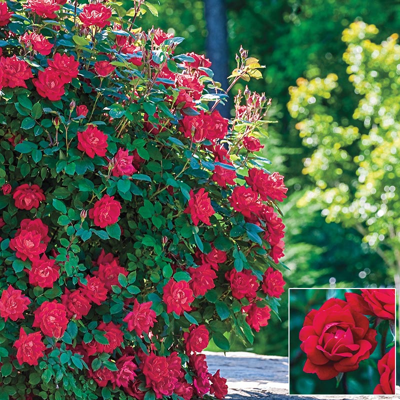 Red Double Knock Out Rose Plant