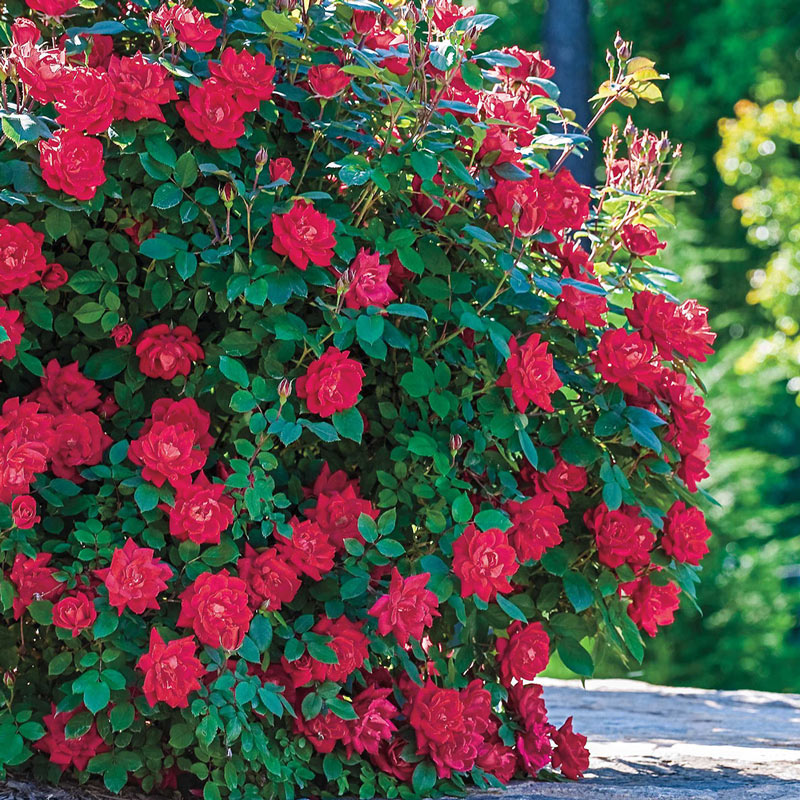 Red Double Knock Out Rose Plant