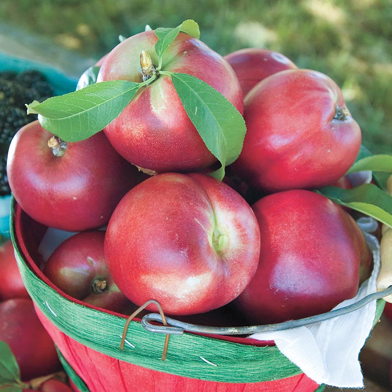 Yumm Yumm Nectarine Tree