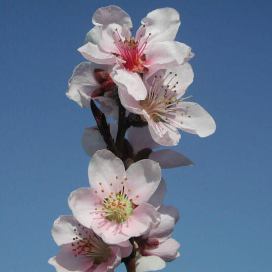 Flat Wonderful Peach Tree