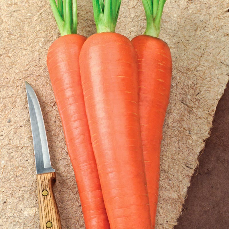 Envy Hybrid Carrot Seed