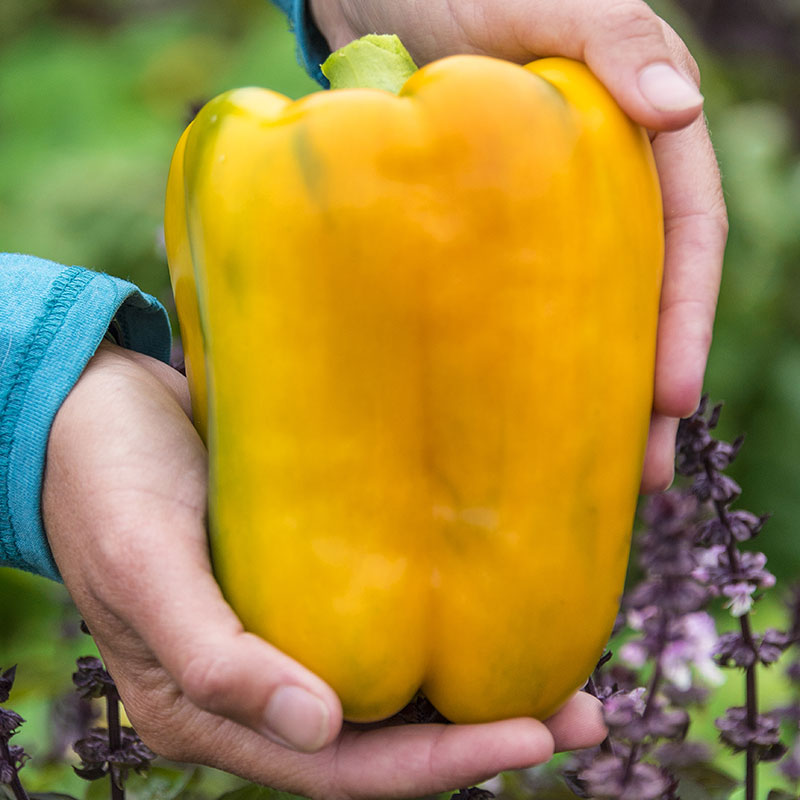 Mega Gold Hybrid Sweet Pepper