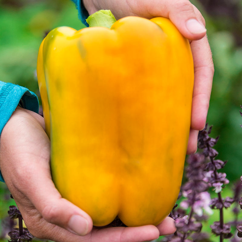 Mega Gold Hybrid Sweet Pepper