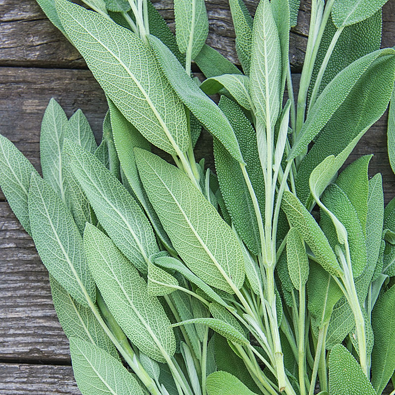 Sage Herb Seed