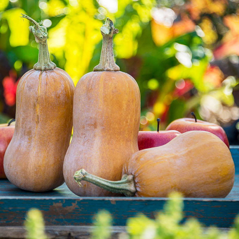 Honeynut Winter Squash Seed