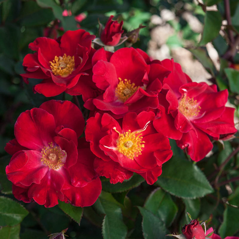 Top Gun Shrub Rose Plant