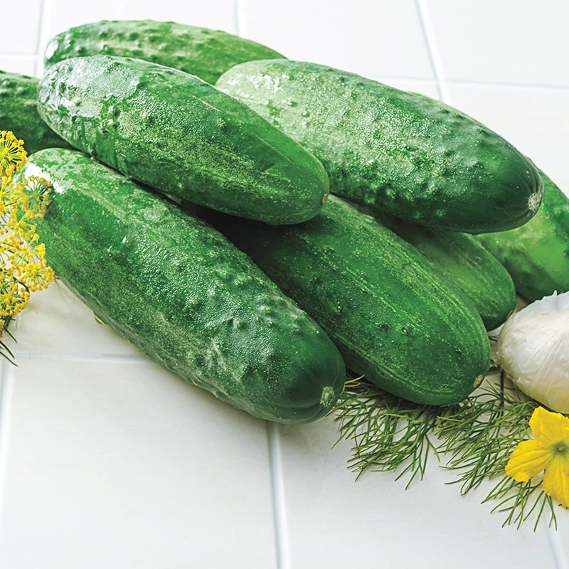 Gurneys Burpless II Hybrid Cucumber Seed