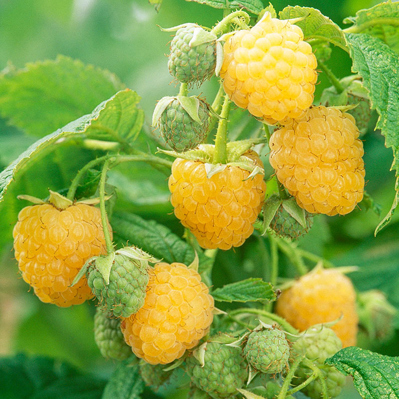 Anne Raspberry Plant