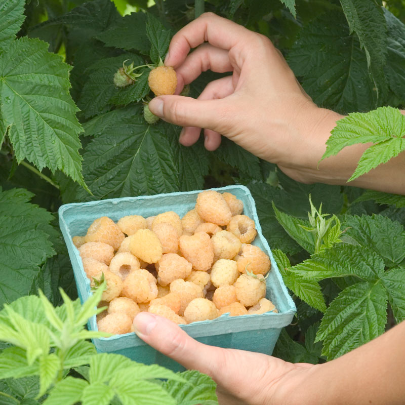 Anne Raspberry Plant