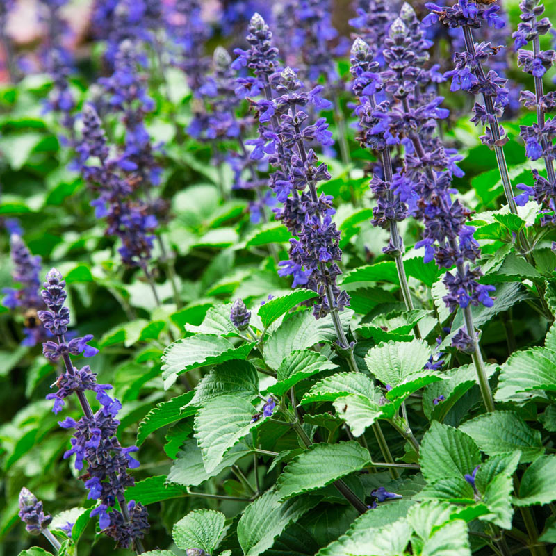 Big Blue Salvia Seed