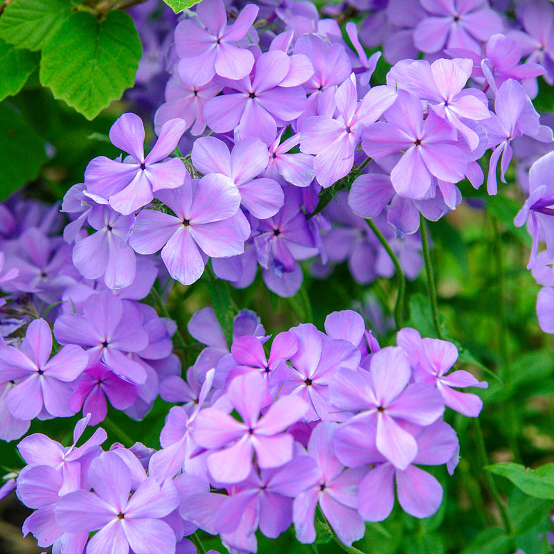 Blue Moon Phlox Seed