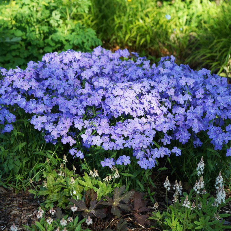 Blue Moon Phlox Seed