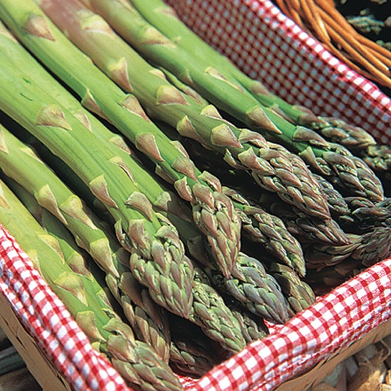 Jersey Supreme Asparagus Plant