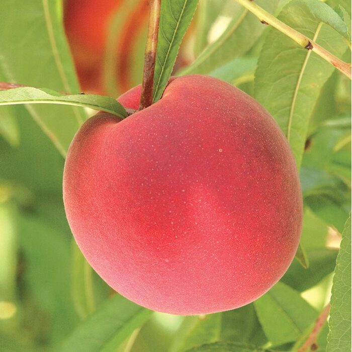 TruGold Peach Tree