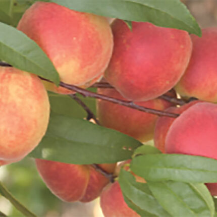 TruGold Peach Tree