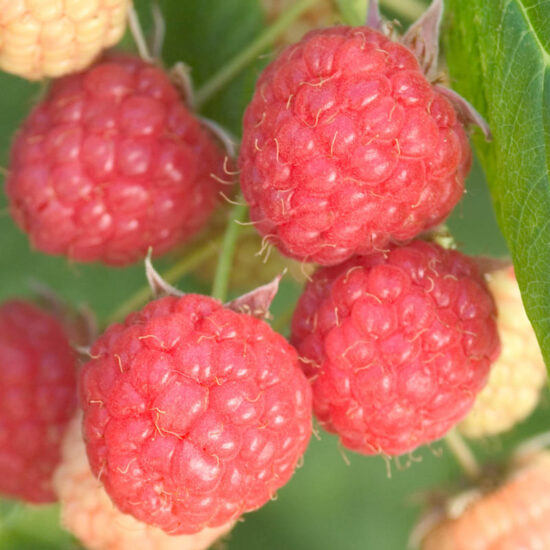 Prelude Raspberry Plant