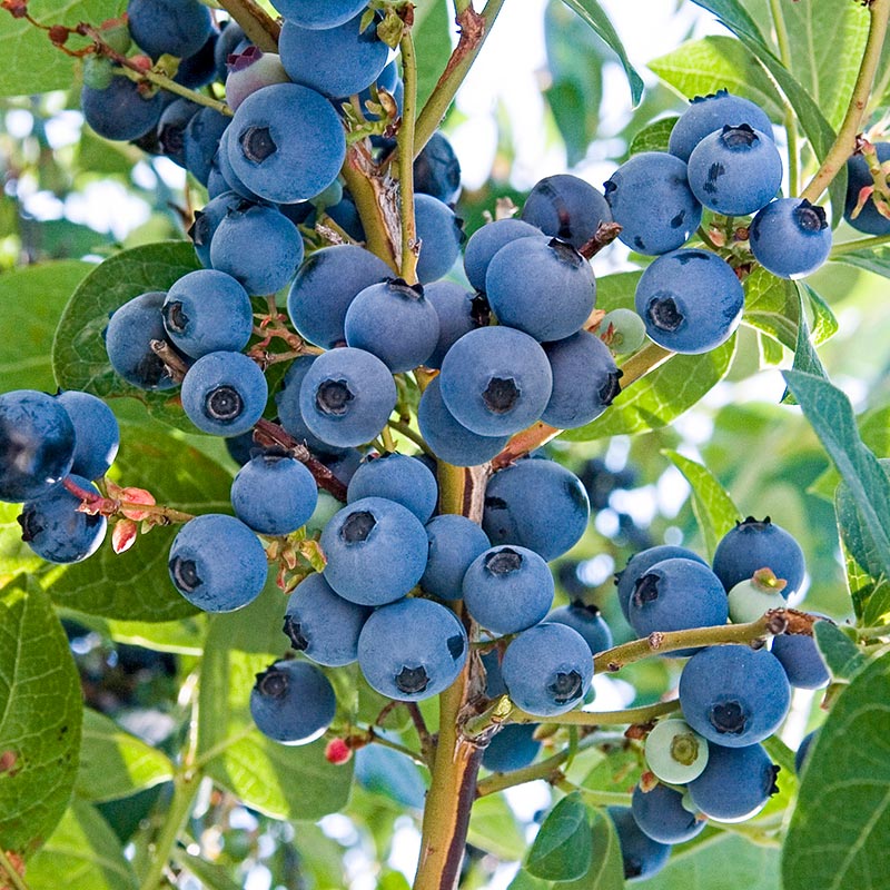 Ka-Bluey Northern Highbush Blueberry Plant