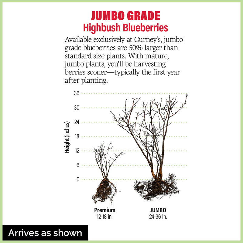 Ka-Bluey Northern Highbush Blueberry Plant