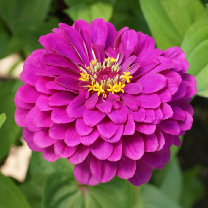 Purple Prince Zinnia Seed