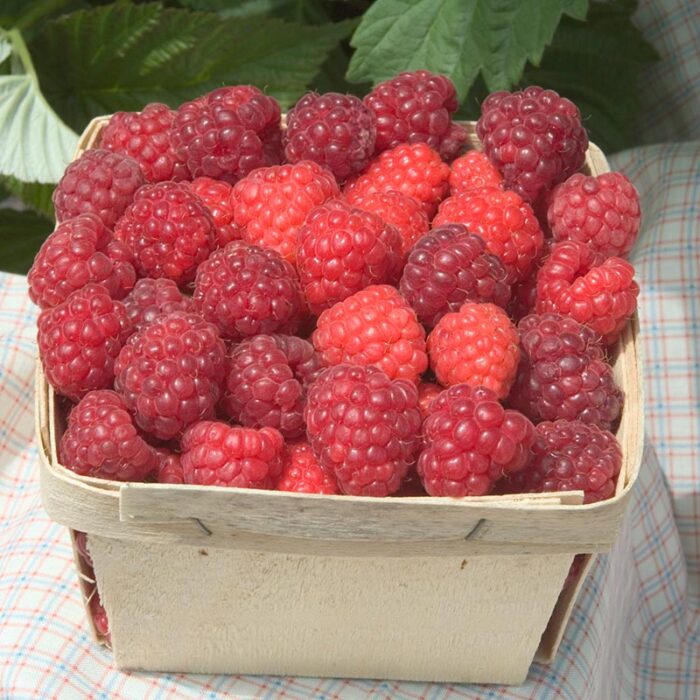 Boyne Raspberry Plant